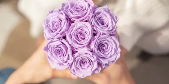 Premium Roses